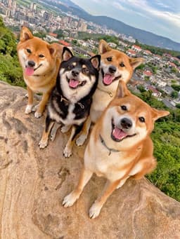 柴犬王國